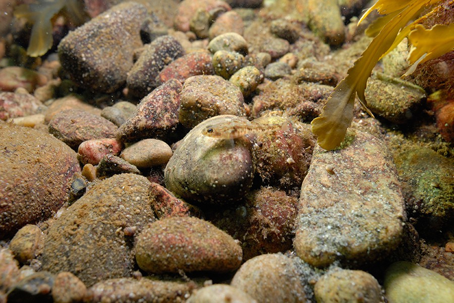 Contemporary changes in the coastal ecosystems of shelf seas 