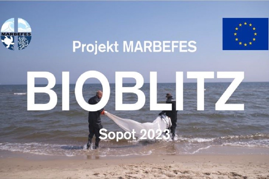 Projekt MARBEFES - wydarzenie BioBlitz, Poland