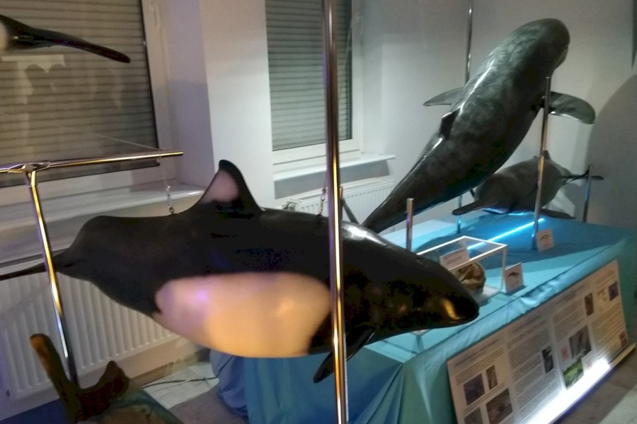 Delfiny rzeczne i morświny